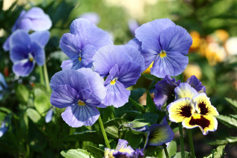 Картинка цветы анютины+глазки+ садовые+фиалки анютины глазки виола дача июнь лето нфд роса сад утро