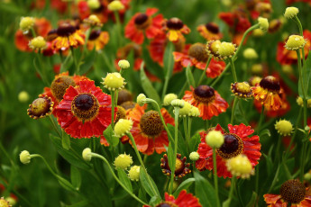 Картинка цветы гелениум август дача дождь лето сад