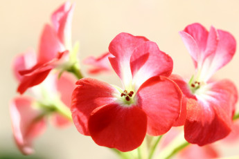 Картинка цветы герань весна дом макро март мбг нфд окно дома на окне