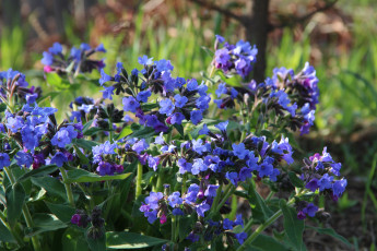 Картинка цветы хабаровск весна весеннецветущие май дальний восток первоцветы медуница