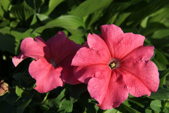 Картинка цветы петунии +калибрахоа лето июнь дача сад