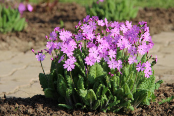 Картинка цветы примулы красота весна примула май