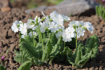 Картинка цветы примулы весна весеннецветущие примула первоцветы май красота