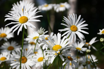 Картинка цветы ромашки ромашка лепестки цветение белая