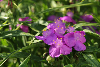 Картинка цветы традесканция садовые сад лето июль дача