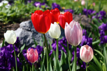 Картинка цветы тюльпаны бутоны лепестки цветение капли