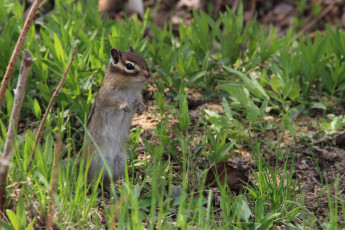 Картинка животные бурундуки хабаровск май грызуны дача дальний восток весна