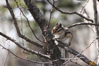 Картинка животные бурундуки весна грызуны дальний восток дача дикие
