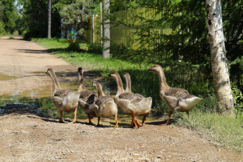 Картинка животные гуси птицы дача лето деревня