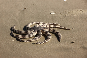 Картинка животные морские+звёзды вьетнам море морская звезда морские обитатели муйне путешествия фантьет южно-китайское