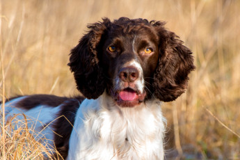 Картинка животные собаки собака окрас шерсть порода животное