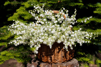 Картинка цветы ландыши цветение нфд солнце май сад природа дача весна