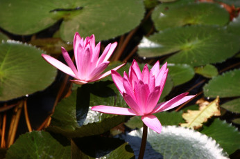 Картинка цветы лилии+водяные +нимфеи +кувшинки водяные лилии вьетнам красота