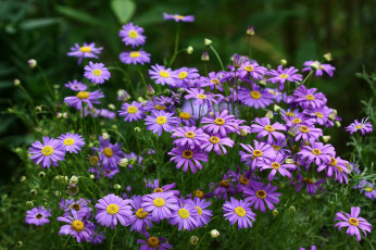 Картинка цветы ромашки брахикома июль дача цветение сад лето