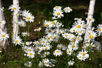Картинка цветы ромашки июнь лето цветение