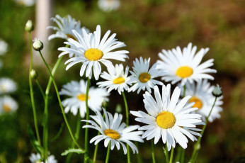 Картинка цветы ромашки лето