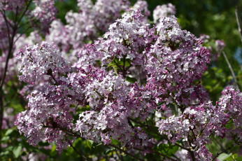 Картинка цветы сирень сад весна дача май цветение