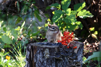 Картинка животные бурундуки грызуны дальний восток дача дикие хабаровск