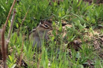 Картинка животные бурундуки грызуны весна май дача дальний восток хабаровск