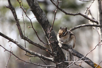 Картинка животные бурундуки весна грызуны дальний восток дача дикие