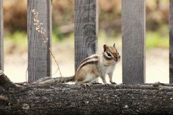 Картинка животные бурундуки весна грызуны дальний восток дача дикие