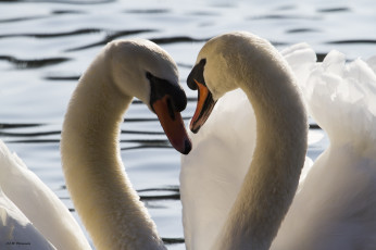 Картинка животные лебеди лебедь окрас перья птица