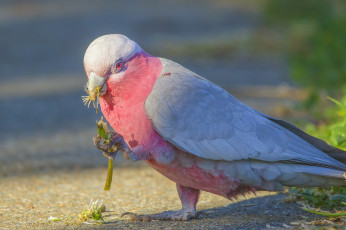 Картинка животные попугаи клювик перья окрас попугай птица