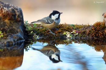 Картинка животные птицы птица перья окрас
