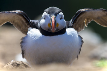 Картинка животные тупики тупик атлантический птица профиль puffin цветы блики