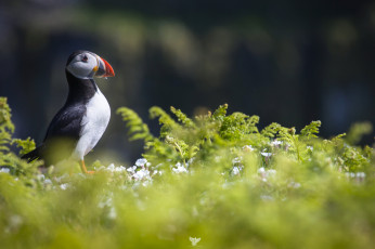 Картинка животные тупики тупик птица окрас перья
