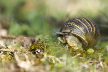 Картинка животные улитки улитка панцерь трава макро
