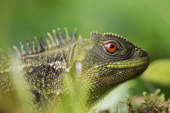 Картинка животные Ящерицы +игуаны +вараны ящерица окрас трава макро