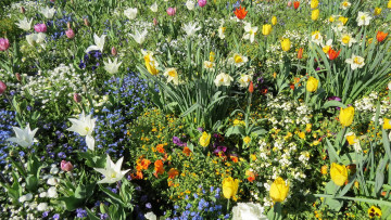 Картинка цветы разные+вместе клумба