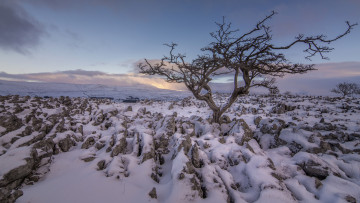 Картинка природа поля простор