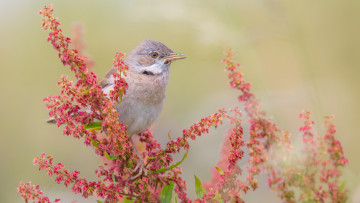 Картинка животные птицы птица перья окрас