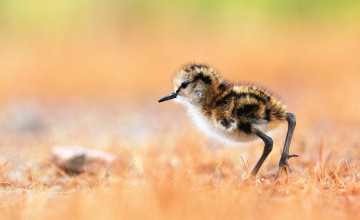 обоя животные, вальдшнепы,  кроншнепы,  бекасы, кулик-поручейник, птенец
