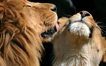 Картинка животные львы самка ласка самец