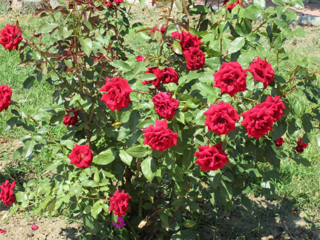 Обои картинки фото цветы, розы, красные