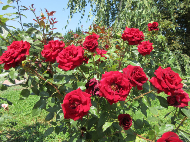 Обои картинки фото цветы, розы, красные