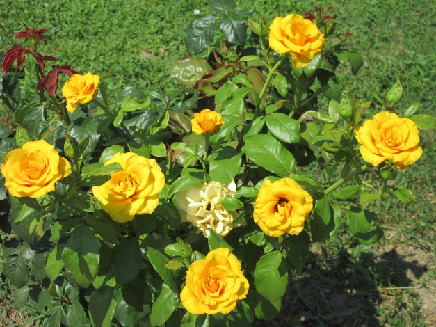 Обои картинки фото цветы, розы, жёлтые