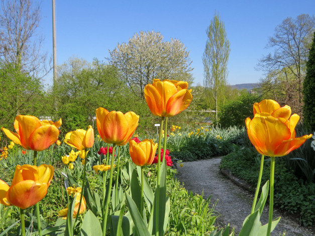 Обои картинки фото цветы, тюльпаны