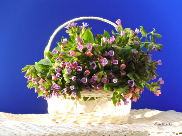 Обои картинки фото медуница, цветы, весна, корзинка, красота, натюрморт, фото
