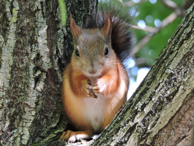 Обои картинки фото животные, белки, лес, грызуны, рыжик, фото, портрет, белочка, осень