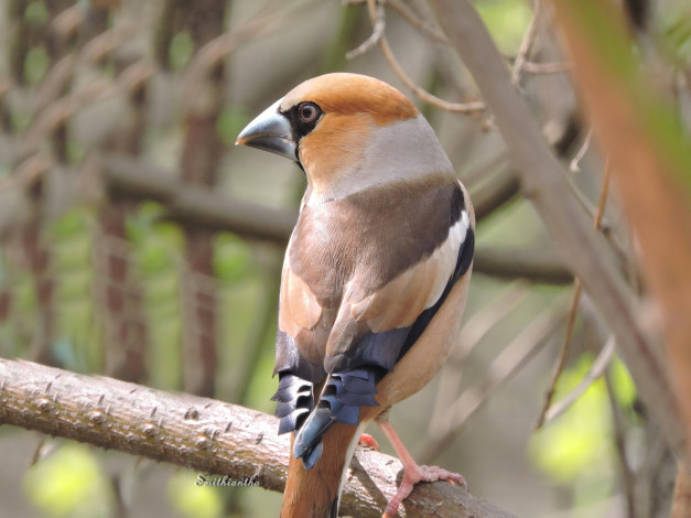 Обои картинки фото животные, птицы, smithiantha, весна, дубонос, лес, оперение, портрет, фото