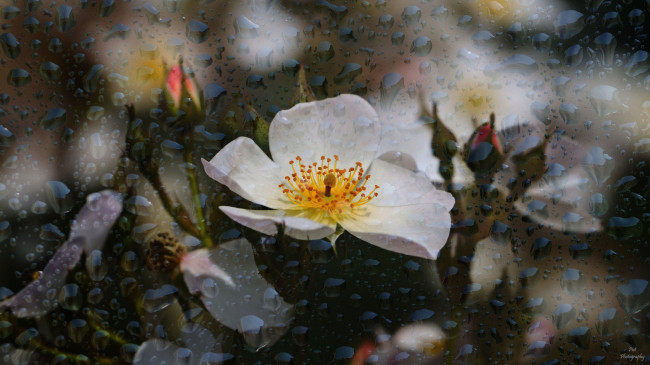 Обои картинки фото цветы, розы, bud, rose, роза, лепестки, листья, цветение, blossoms, leaves, бутон, petals