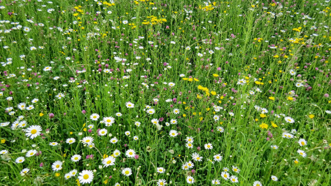 Обои картинки фото цветы, разные вместе, луг