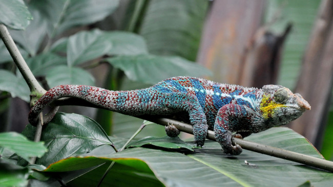 Обои картинки фото животные, хамелеоны, ящерица