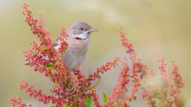 Обои картинки фото животные, птицы, птица, перья, окрас