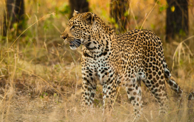 Обои картинки фото животные, леопарды, деревья, трава, анфас