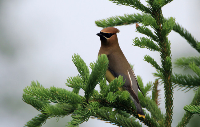 Обои картинки фото животные, птицы, птица, окрас, перья, клюв